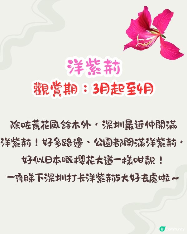 深圳賞花洋紫荊5大推介😍500米長粉紅色大道！正值花期/地鐵直達🚇附照片調色參數‼️