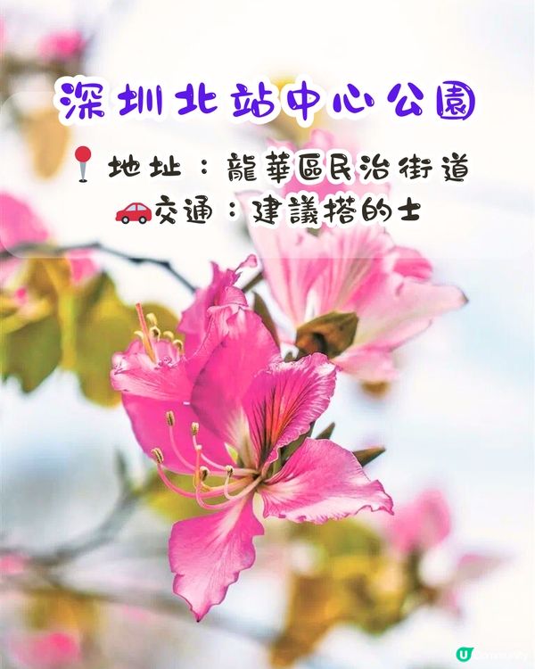 深圳賞花洋紫荊5大推介😍500米長粉紅色大道！正值花期/地鐵直達🚇附照片調色參數‼️