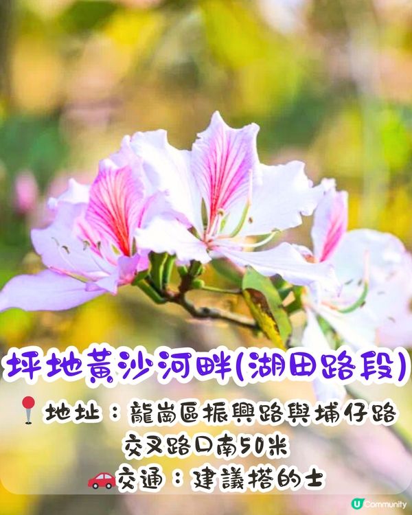 深圳賞花洋紫荊5大推介😍500米長粉紅色大道！正值花期/地鐵直達🚇附照片調色參數‼️