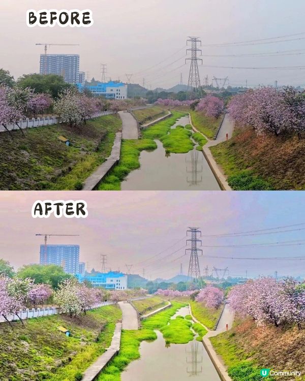 深圳賞花洋紫荊5大推介😍500米長粉紅色大道！正值花期/地鐵直達🚇附照片調色參數‼️