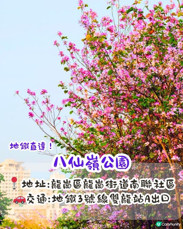 深圳賞花洋紫荊5大推介😍500米長粉紅色大道！正值花期/地鐵直達🚇附照片調色參數‼️