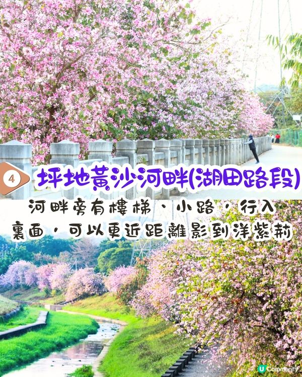 深圳賞花洋紫荊5大推介😍500米長粉紅色大道！正值花期/地鐵直達🚇附照片調色參數‼️