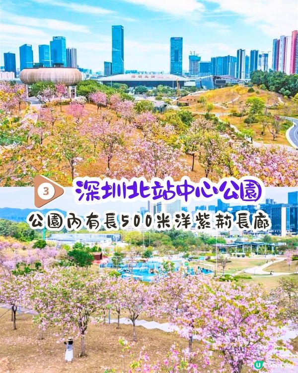 深圳賞花洋紫荊5大推介😍500米長粉紅色大道！正值花期/地鐵直達🚇附照片調色參數‼️
