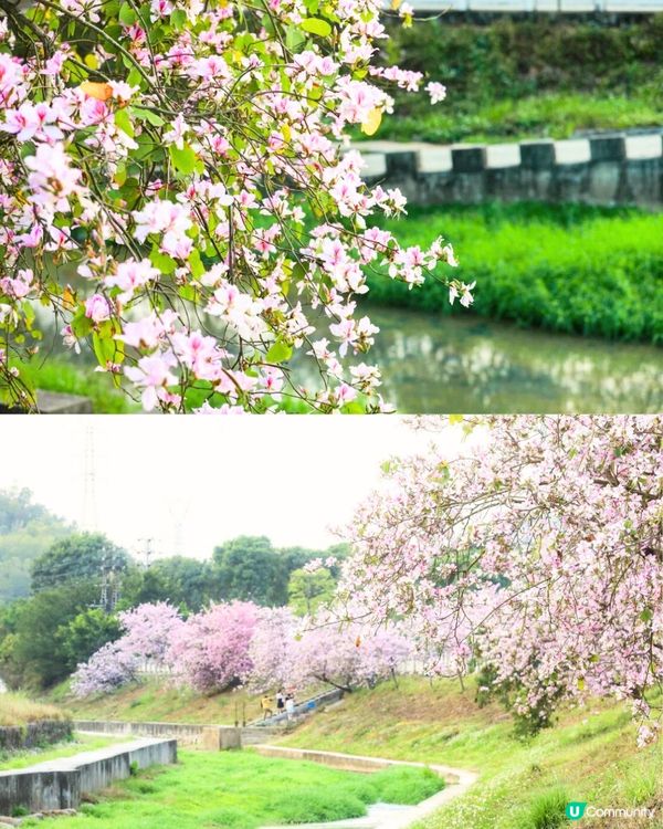 深圳賞花洋紫荊5大推介😍500米長粉紅色大道！正值花期/地鐵直達🚇附照片調色參數‼️