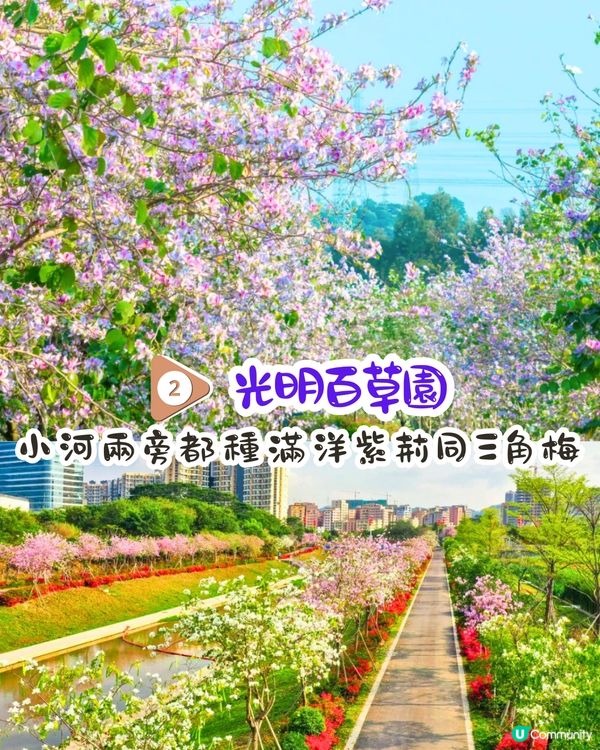 深圳賞花洋紫荊5大推介😍500米長粉紅色大道！正值花期/地鐵直達🚇附照片調色參數‼️