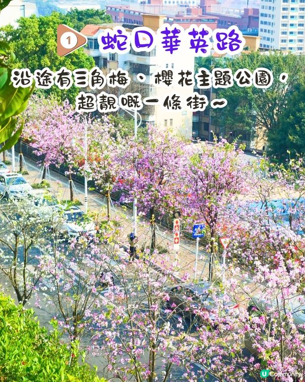 深圳賞花洋紫荊5大推介😍500米長粉紅色大道！正值花期/地鐵直達🚇附照片調色參數‼️