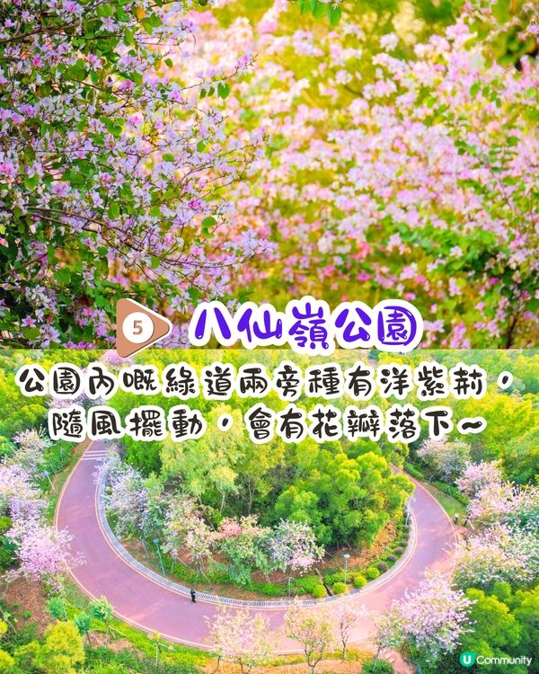 深圳賞花洋紫荊5大推介😍500米長粉紅色大道！正值花期/地鐵直達🚇附照片調色參數‼️