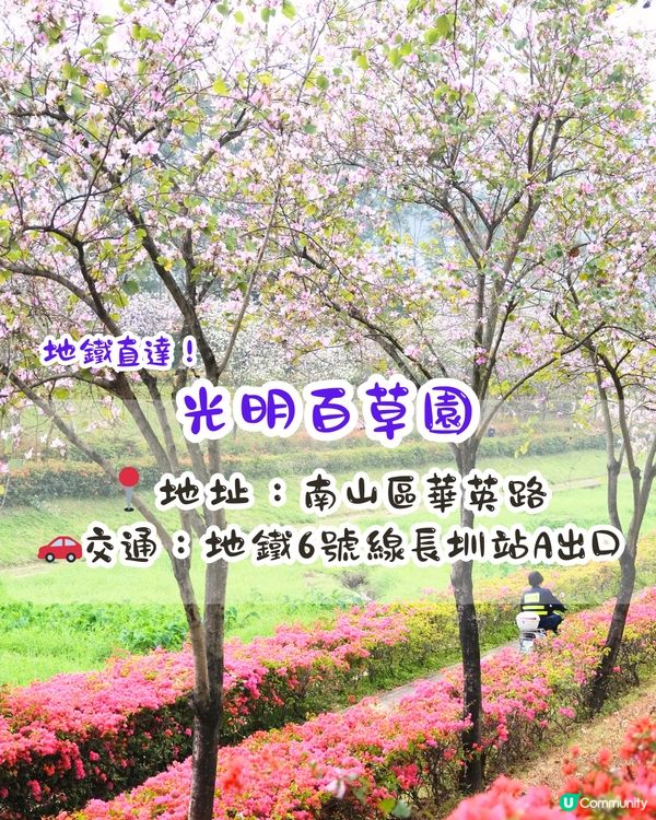 深圳賞花洋紫荊5大推介😍500米長粉紅色大道！正值花期/地鐵直達🚇附照片調色參數‼️