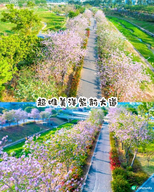 深圳賞花洋紫荊5大推介😍500米長粉紅色大道！正值花期/地鐵直達🚇附照片調色參數‼️