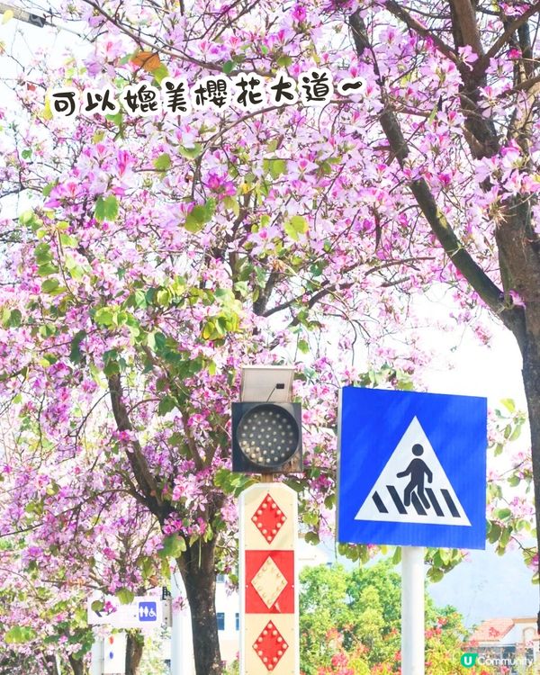深圳賞花洋紫荊5大推介😍500米長粉紅色大道！正值花期/地鐵直達🚇附照片調色參數‼️