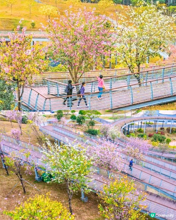 深圳賞花洋紫荊5大推介😍500米長粉紅色大道！正值花期/地鐵直達🚇附照片調色參數‼️