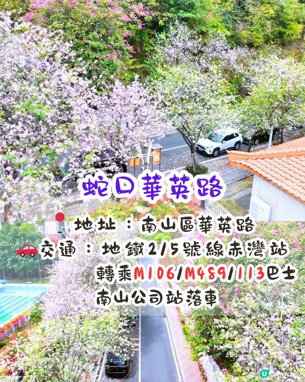 深圳賞花洋紫荊5大推介😍500米長粉紅色大道！正值花期/地鐵直達🚇附照片調色參數‼️