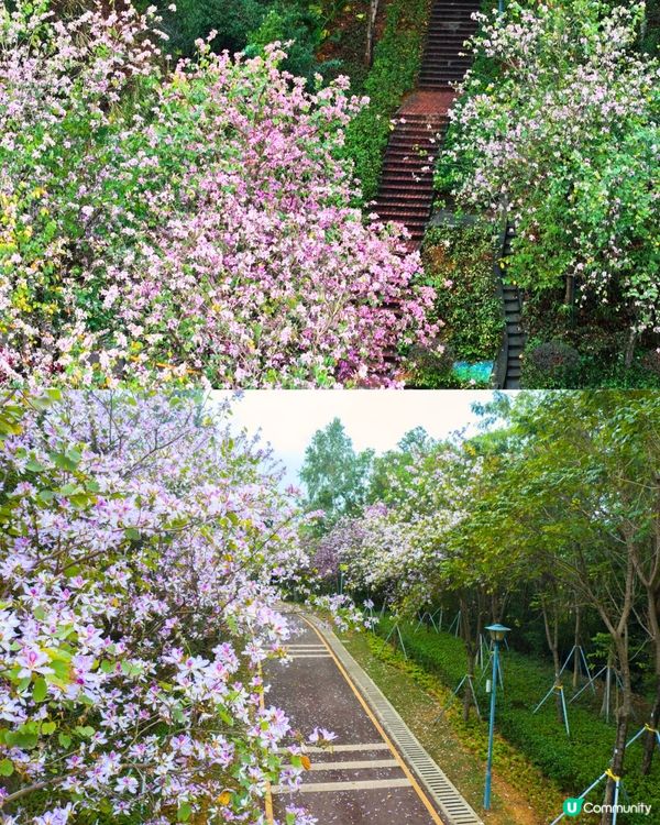 深圳賞花洋紫荊5大推介😍500米長粉紅色大道！正值花期/地鐵直達🚇附照片調色參數‼️