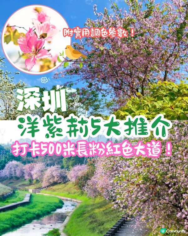 深圳賞花洋紫荊5大推介😍500米長粉紅色大道！正值花期/地鐵直達🚇附照片調色參數‼️