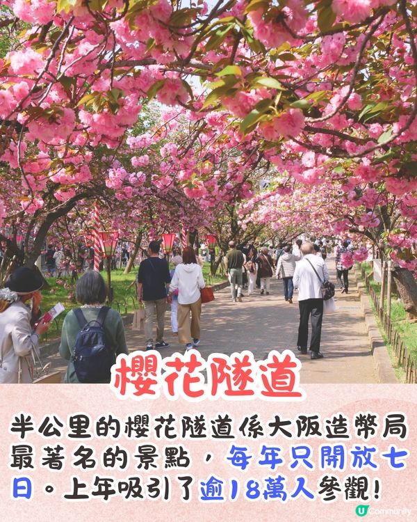 大阪造幣局櫻花大道即將開放🌸日本賞櫻百名所/1年只開放7日❗附入場預約教學📱