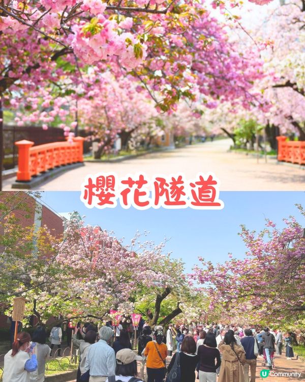 大阪造幣局櫻花大道即將開放🌸日本賞櫻百名所/1年只開放7日❗附入場預約教學📱