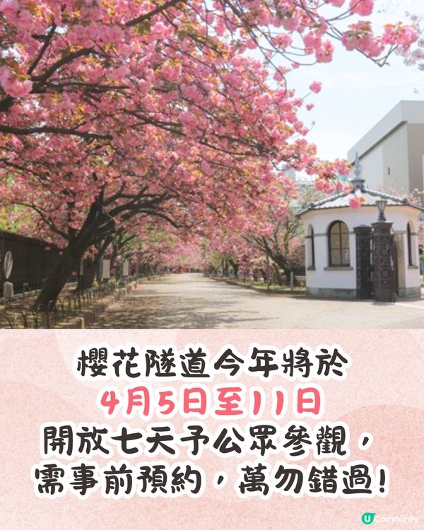 大阪造幣局櫻花大道即將開放🌸日本賞櫻百名所/1年只開放7日❗附入場預約教學📱
