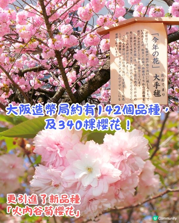 大阪造幣局櫻花大道即將開放🌸日本賞櫻百名所/1年只開放7日❗附入場預約教學📱