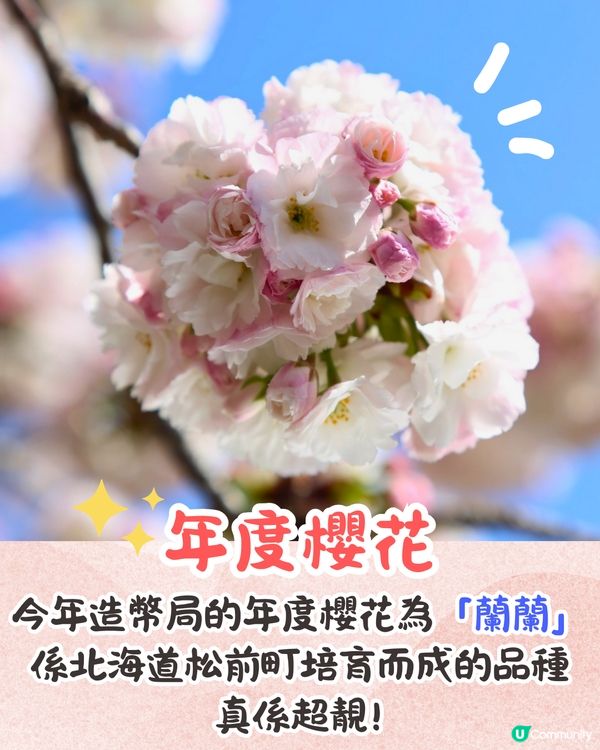 大阪造幣局櫻花大道即將開放🌸日本賞櫻百名所/1年只開放7日❗附入場預約教學📱
