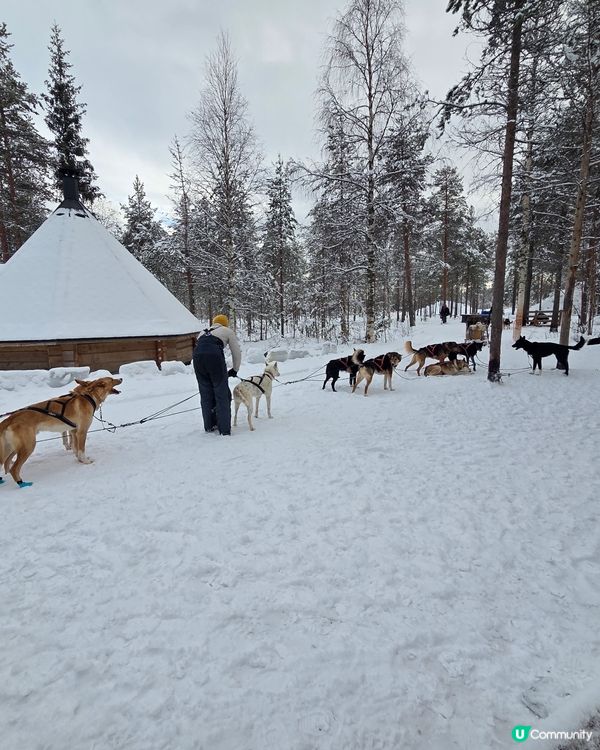 聖誕老人村🐶❄️  哈士奇拉雪橇體驗！