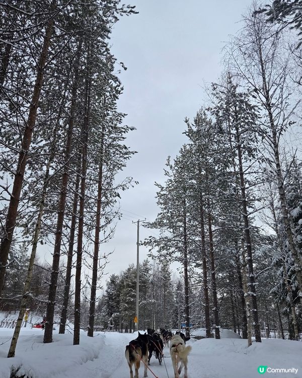 聖誕老人村🐶❄️  哈士奇拉雪橇體驗！