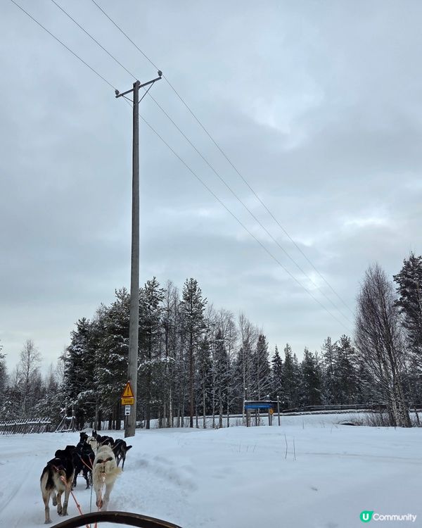 聖誕老人村🐶❄️  哈士奇拉雪橇體驗！
