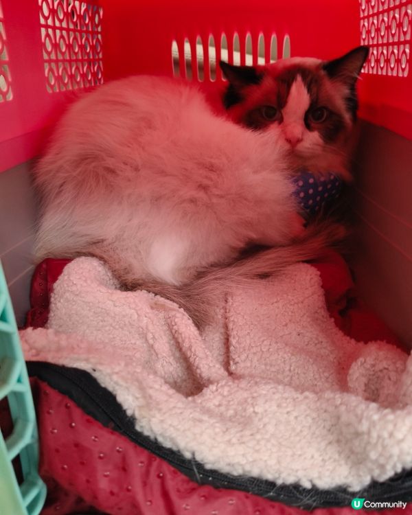 帶著我的布偶貓BADMAN去美容