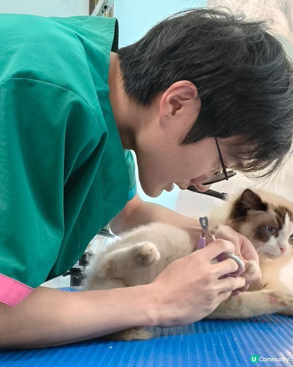 帶著我的布偶貓BADMAN去美容