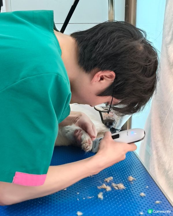 帶著我的布偶貓BADMAN去美容