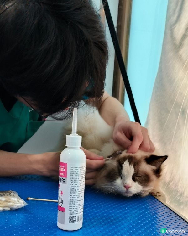 帶著我的布偶貓BADMAN去美容