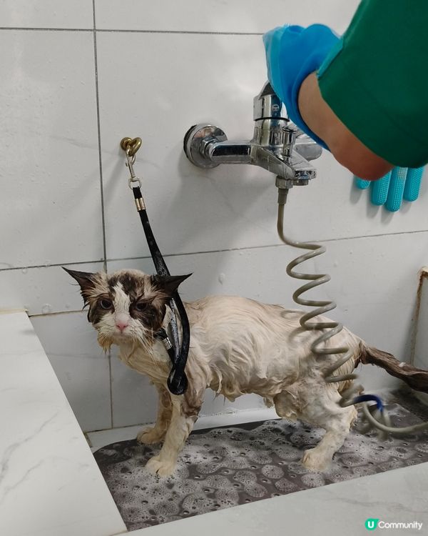 帶著我的布偶貓BADMAN去美容