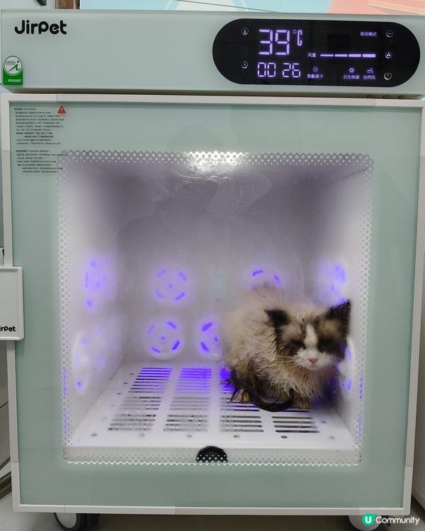 帶著我的布偶貓BADMAN去美容