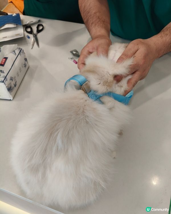 帶著我的布偶貓BADMAN去美容