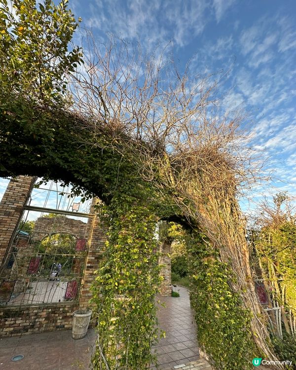 【🇯🇵海之中道花海盛宴-Flower Picnic 2025】