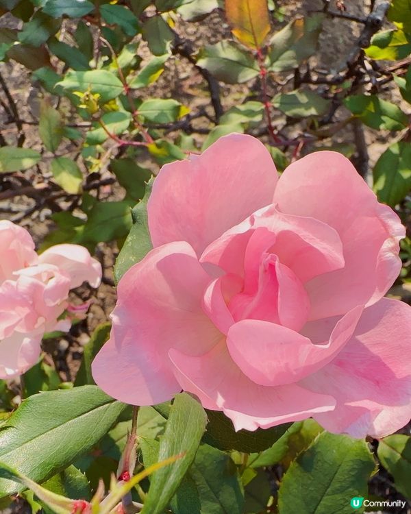 【🇯🇵海之中道花海盛宴-Flower Picnic 2025】