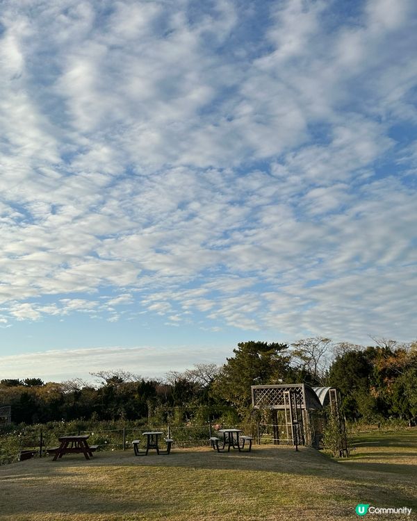 【🇯🇵海之中道花海盛宴-Flower Picnic 2025】