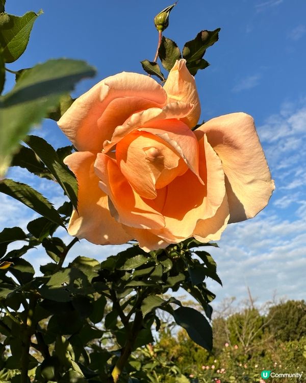 【🇯🇵海之中道花海盛宴-Flower Picnic 2025】