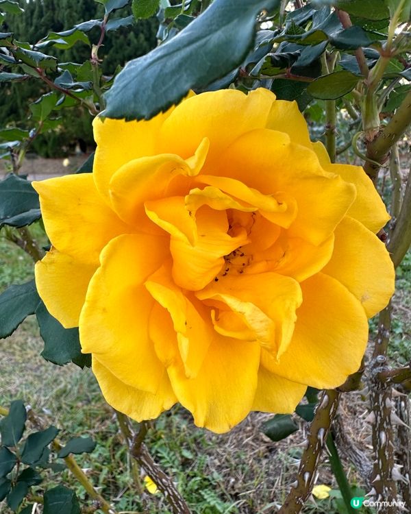 【🇯🇵海之中道花海盛宴-Flower Picnic 2025】