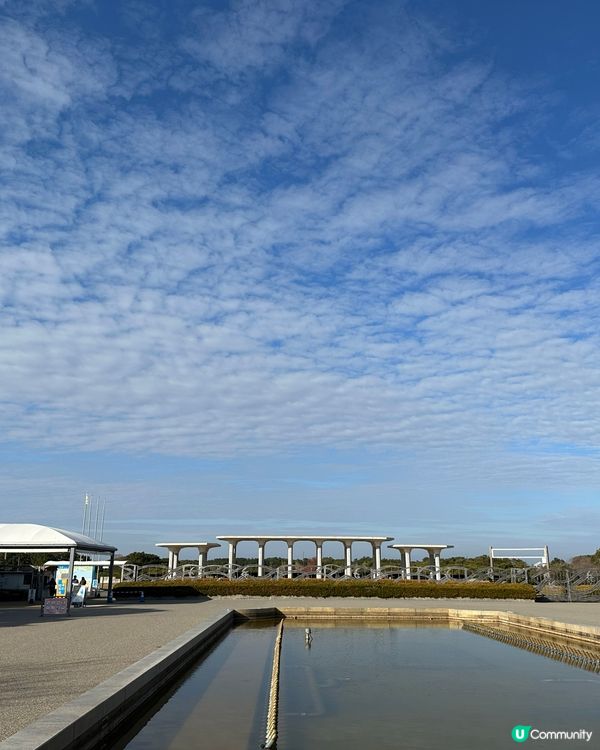 【🇯🇵海之中道花海盛宴-Flower Picnic 2025】