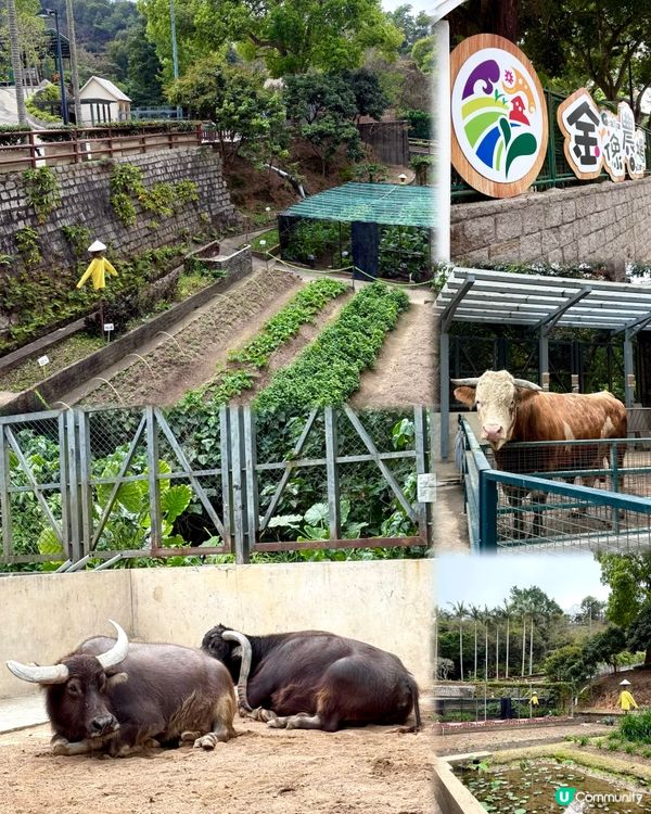 🌟澳門社區深度遊 :金像農場 + 金像步行徑+美食