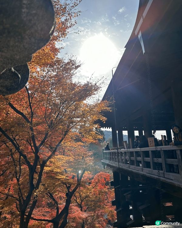 2024年12月初係京都清水寺嘅紅葉！紅黃色嘅樹葉配上猛烈嘅...