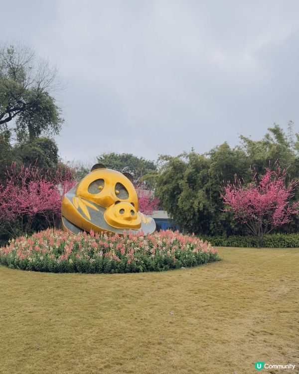 春日必定要去賞花，上海嘅梅花正值完全盛開！