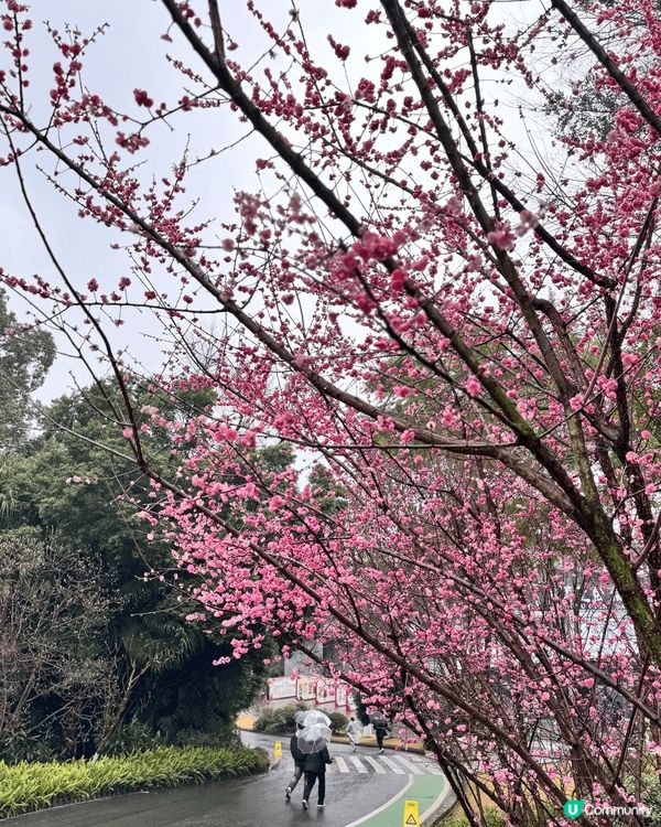 春日必定要去賞花，上海嘅梅花正值完全盛開！