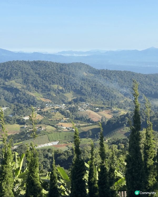春日必定要去賞花，上海嘅梅花正值完全盛開！