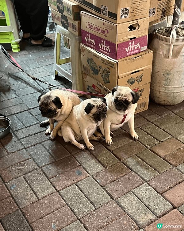 三仔八哥仔，每晚放工必經之路，見佢地融洽一齊，傻傻地，可以望...