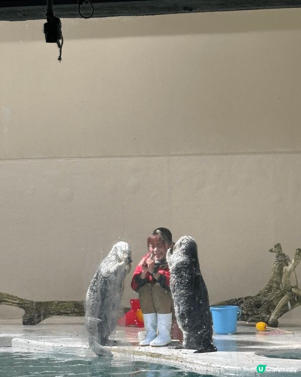 去左鳥羽水族館睇可愛海獺！仲有Pokemon嘅水水獺佈置嘅車...