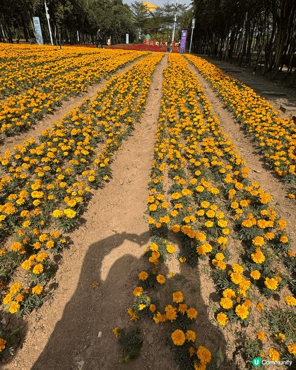 深圳市民廣場每季都有節慶花，賞心悅目！