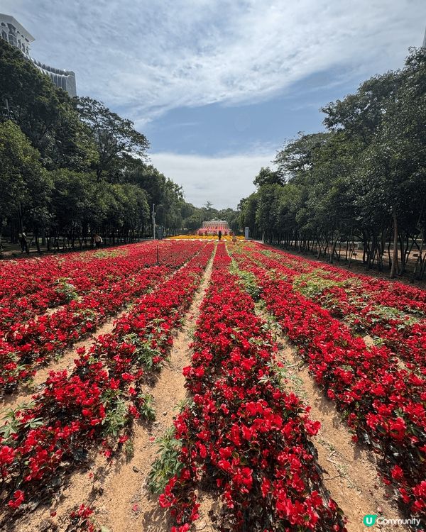 深圳市民廣場每季都有節慶花，賞心悅目！