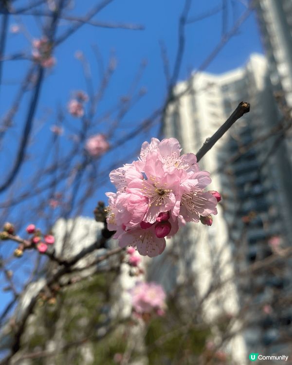 石門的桃花美境令人目不暇給