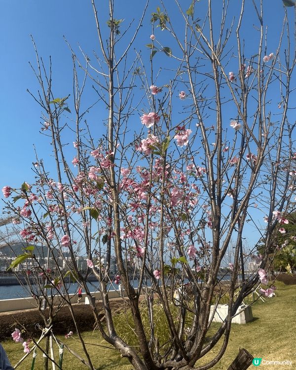 石門的桃花美境令人目不暇給